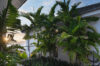 Lush tropical garden at St Barts villa with tall palm trees and ocean light at sunset