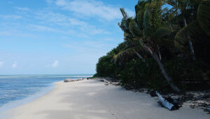 Tropical beach with white sand, calm sea, and palm trees in Lurin, St. Barts